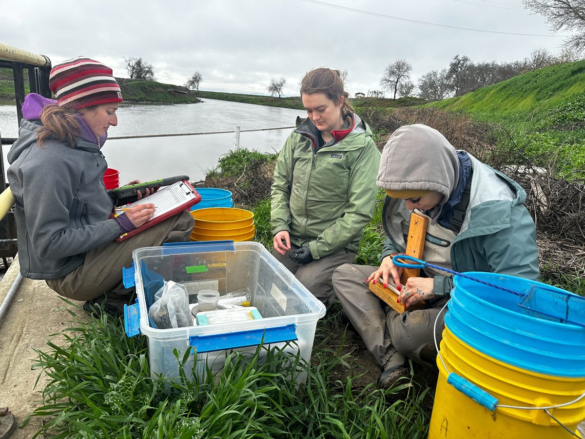 On Feb. 24, just under an hour north of Sacramento by the Sacramento River, Jennifer Kronk and field technicians Chloe Wagner and Vanya Delgado observed how baby salmon, called fry, grow in areas with or without water from area rice fields.