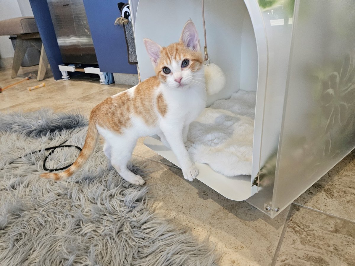 Oliver the kitten plays at Tabby Tea Cat Lounge and Adoption Center in Davis, March 7, 2025.