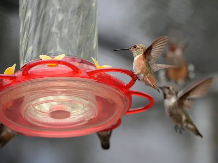 Hummingbirds gather around a hummingbird feeder filled with sugar water, in a backyard in the San Fernando Valley section of the city of Los Angeles, July 17, 2014.