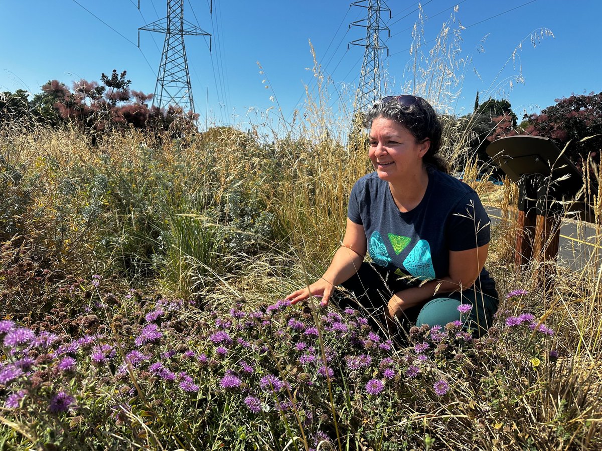 Angela Laws, an endangered species conservation biologist, looks for bees at the Grassland Garden in South Natomas on June 25, 2025. The garden is dedicated to attracting local pollinators, like bees and butterflies.