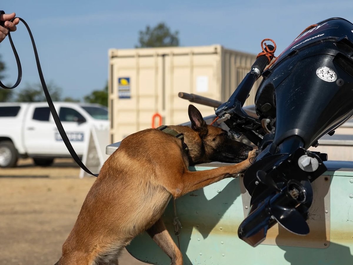 Allee, a Belgian Malinois, sniffs a boat for golden mussels at the Thermalito Forebay on June 20, 2025. Allee is part of the state Department of Fish and Wildlife's effort to stop the spread of the invasive species into lakes.