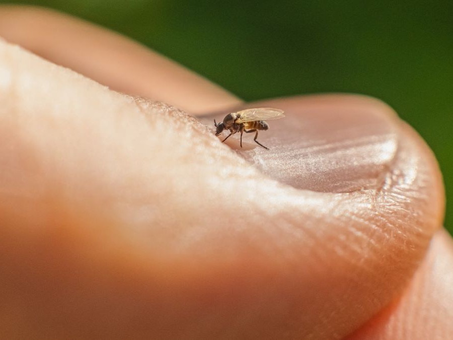 The biting fly, also called Culicoides or the "no-see-um"  is being trapped in Placer County as part of a nationwide effort to prevent the spread of Oropouche virus, despite no local cases being detected.