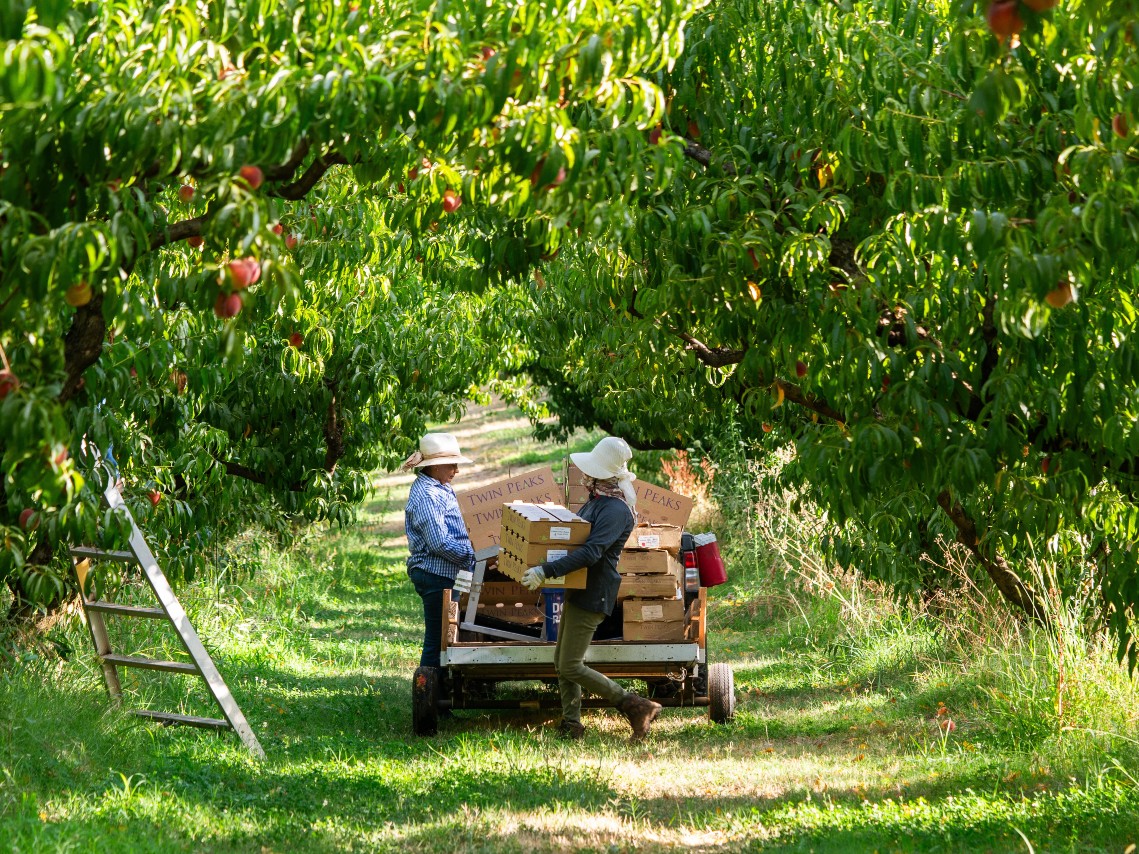 Peaches being harvested at Twin Peaks Orchards in Newcastle, Placer County.