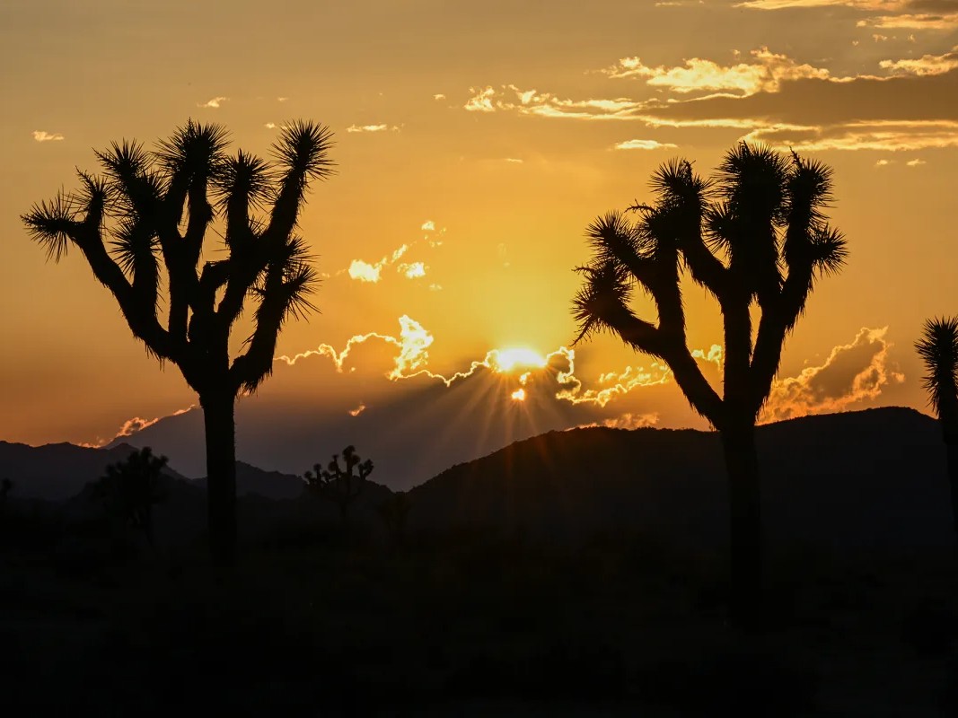 The sun sets behind Joshua trees and mountains at Joshua Tree National Park, a vast protected area in Southern California known for its rugged rock formations and stark desert landscapes, on Aug. 26, 2025.