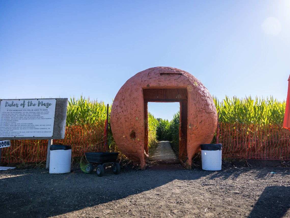 The entrance to the Cool Patch Pumpkins corn maze. October 10th, 2025.
