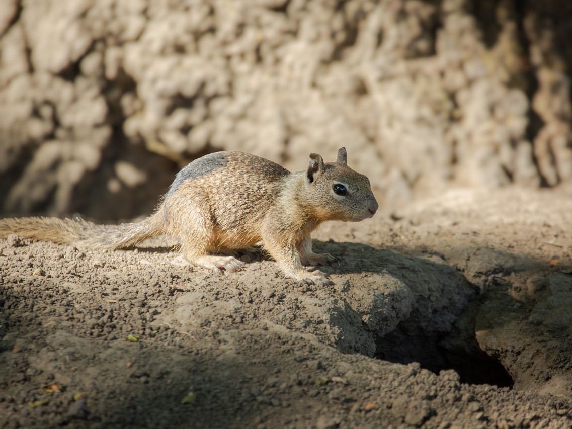 A juvenile California ground squirrel sits at the entrance of its burrow. The temporary black paint mark on its back allows researchers to identify it from a distance with binoculars and the metal ear tag helps with long-term identification.