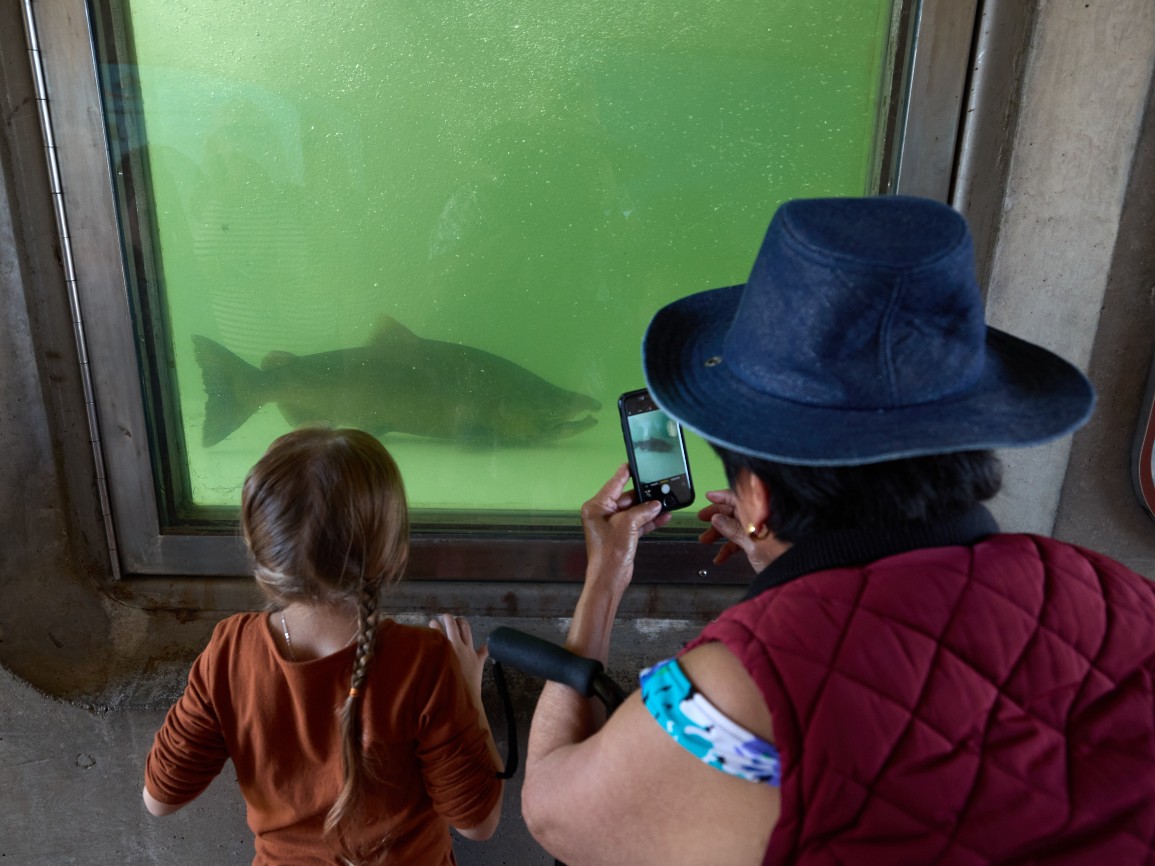 A woman takes a picture through an underwater viewing window of a Chinook Salmon swimming up the fish ladder at the Feather River Fish Hatchery during the Oroville Salmon Festival in Oroville, California, September 23, 2023.