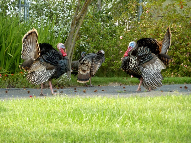 Wild turkeys in Fair Oaks.