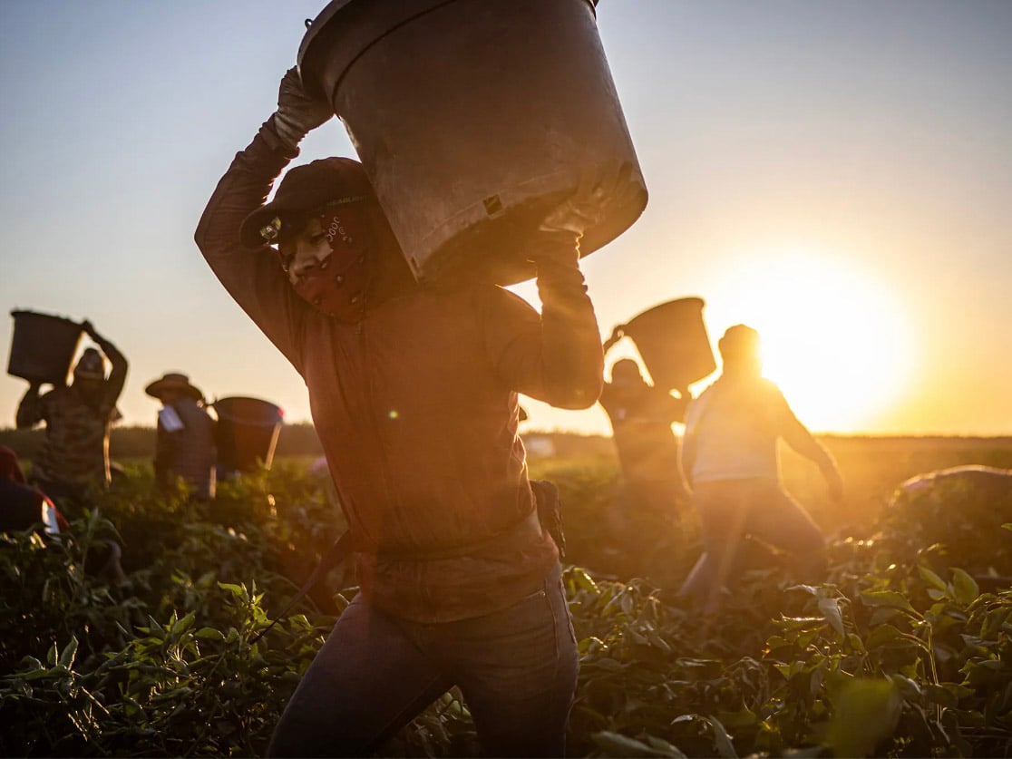 Farmworkers harvest banana peppers at a farm near the town of Helm on July 1, 2025.