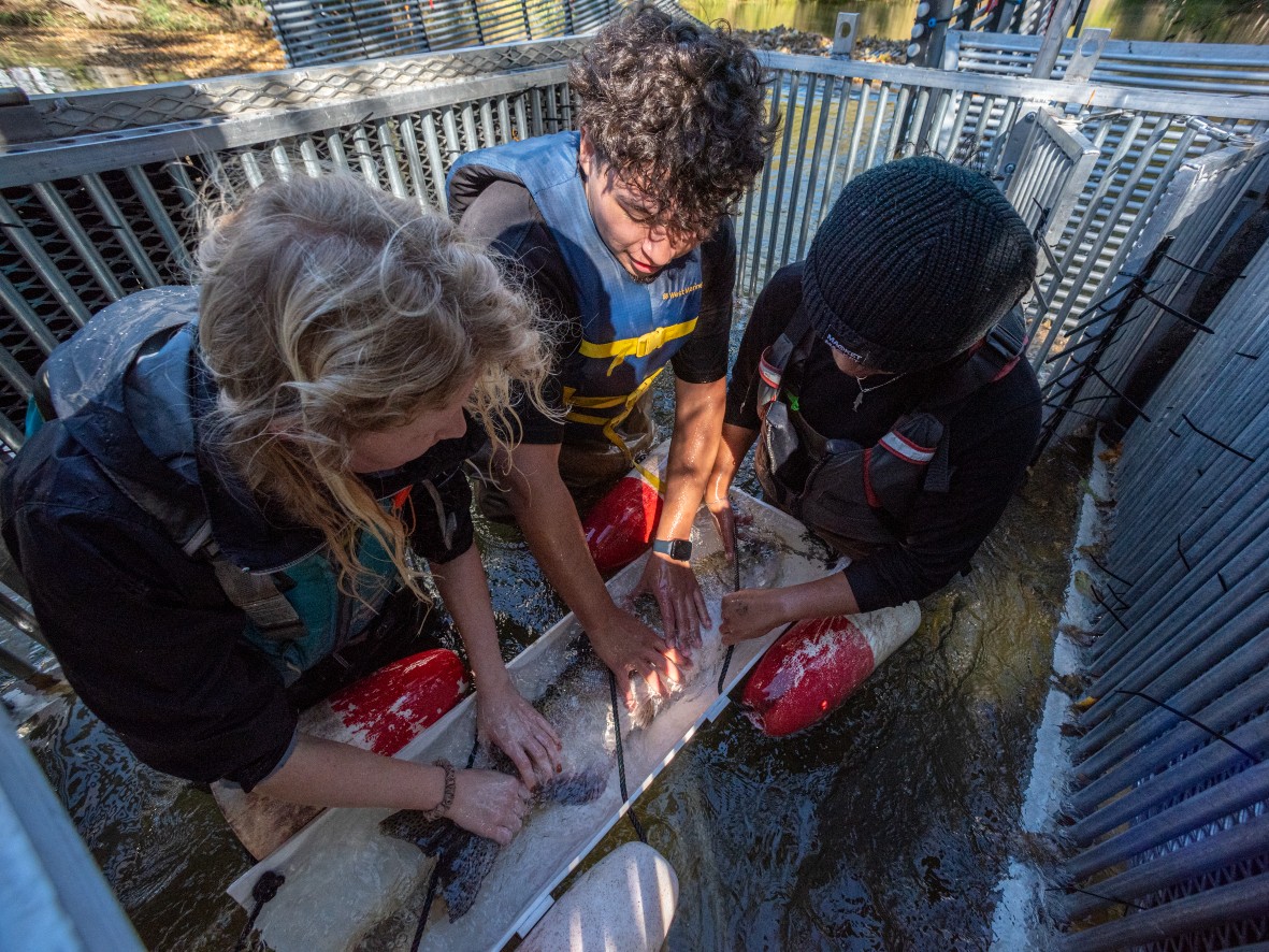 UC Davis undergraduates handle and process Chinook salmon in Putah Creek.