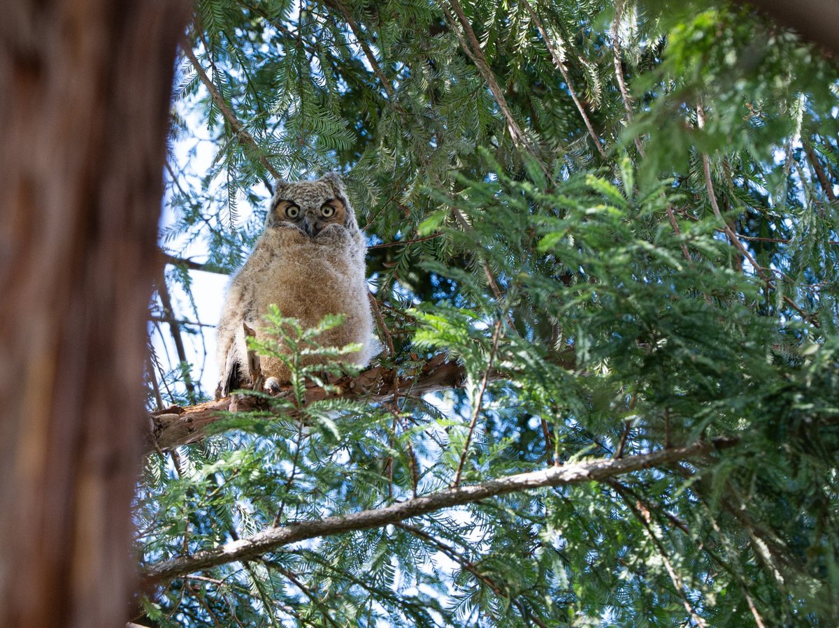A fledgling great horned baby owl popped up at Sacramento State in late February near Placer Hall. There are actually two fledglings.