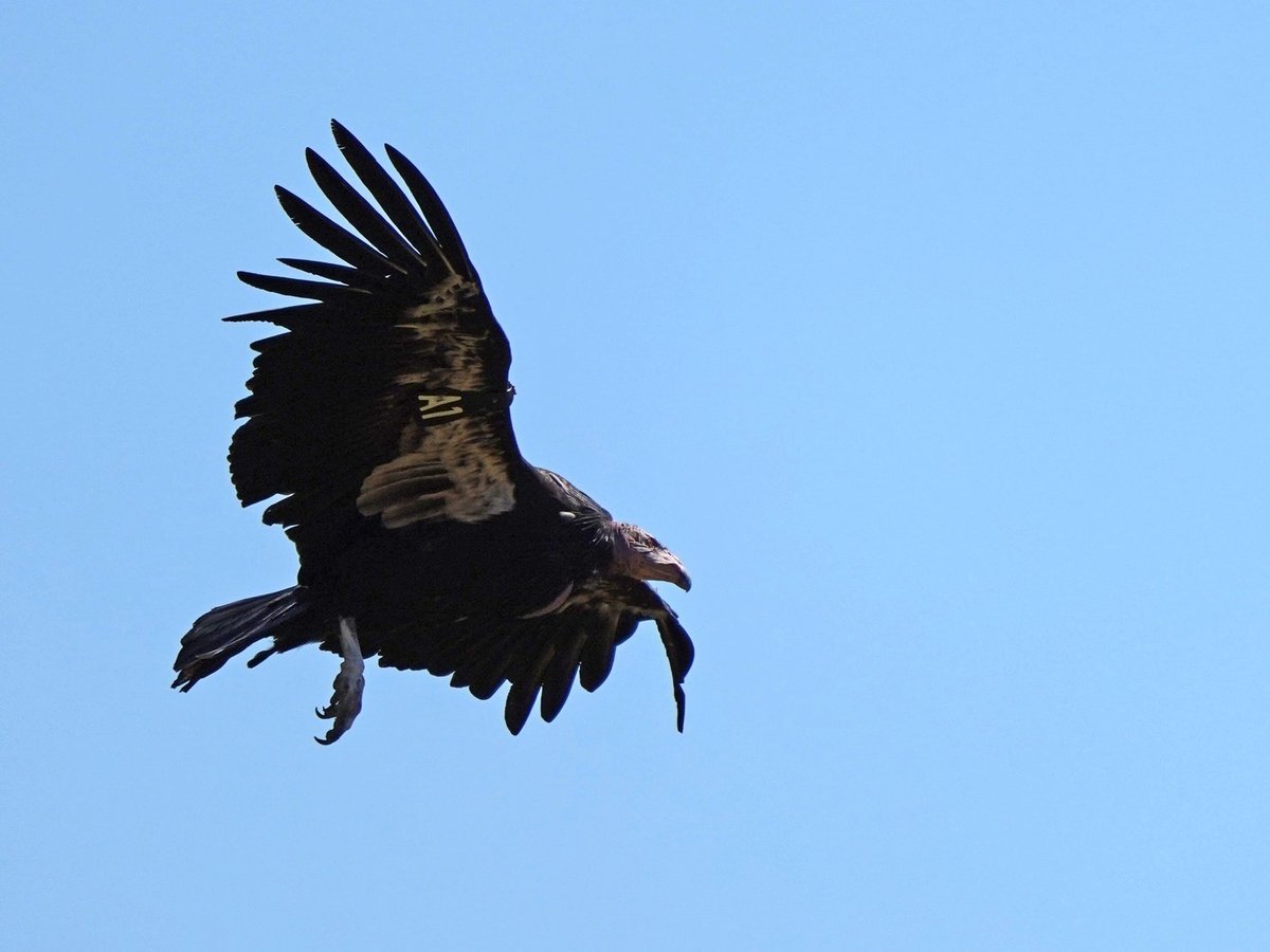 Condor A1 (Hlow Hoo-let) soars across the sky in Northern California.