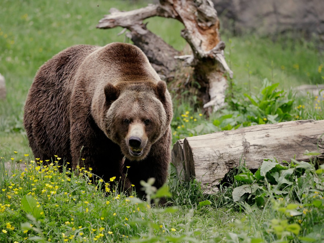 FILE - In this May 26, 2020, file photo, a grizzly bear roams an exhibit at the Woodland Park Zoo,