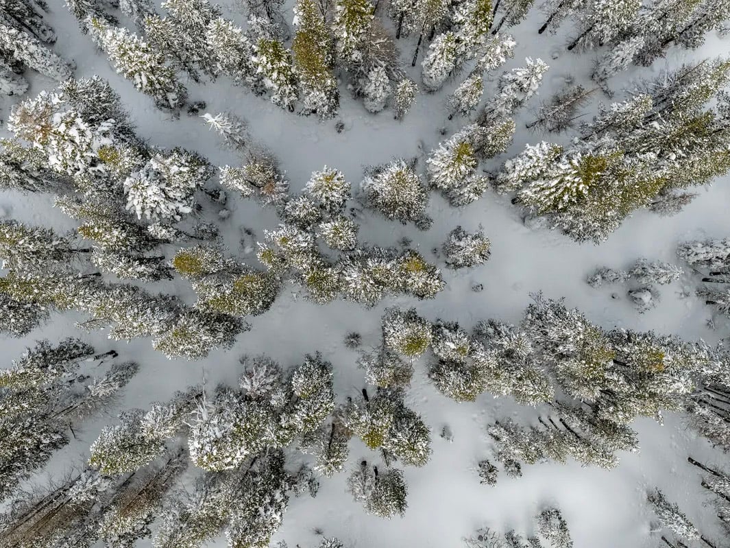 An aerial view of snow-capped trees after a winter snowstorm near Soda Springs on Feb. 20, 2026.