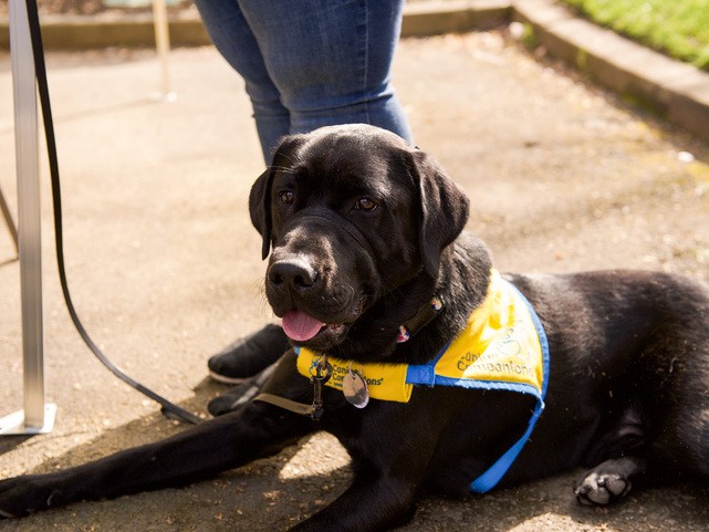 One dog from Canine Companions who assists people with needs, in April, 2025.