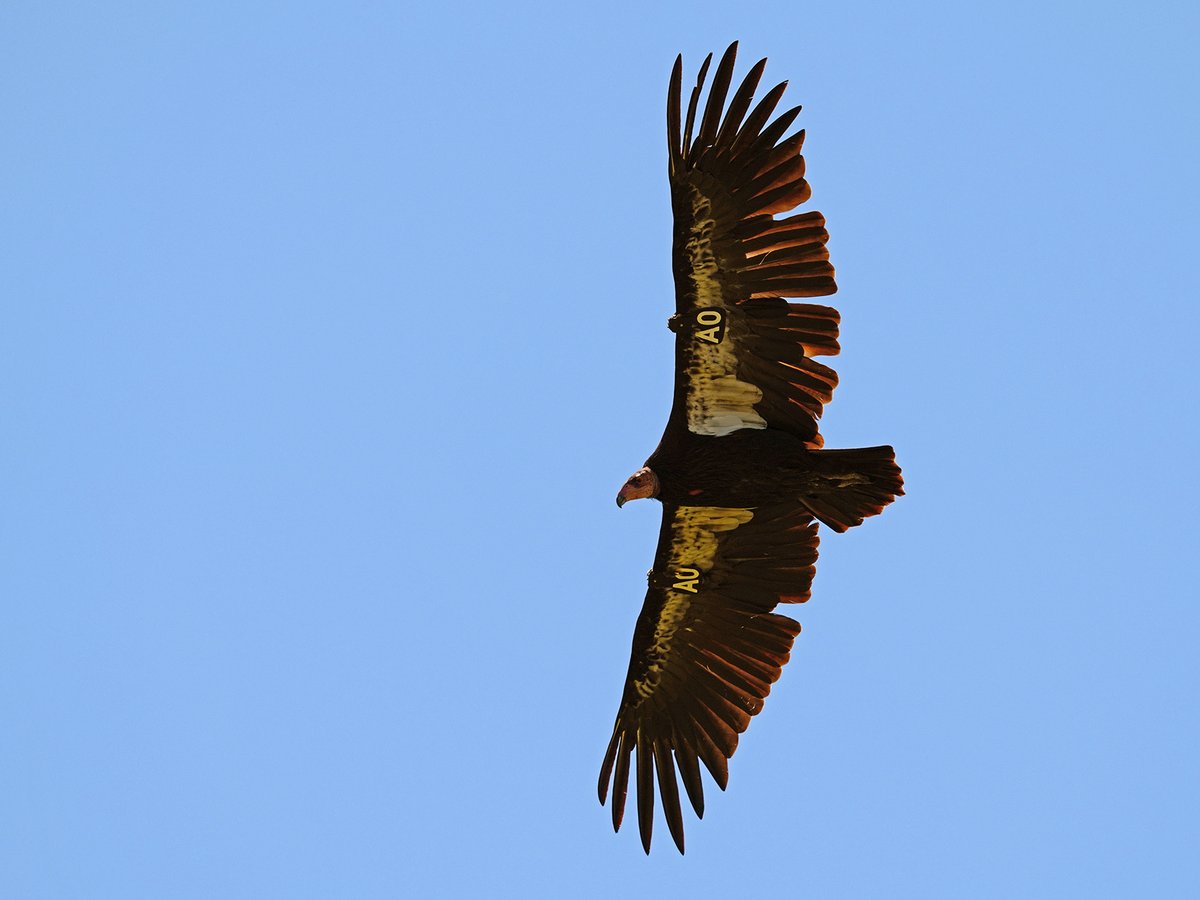 Condor A0 or Ney-gem’ ‘Ne-chween-kah’ (She carries our prayers) soars above Redwood Creek.