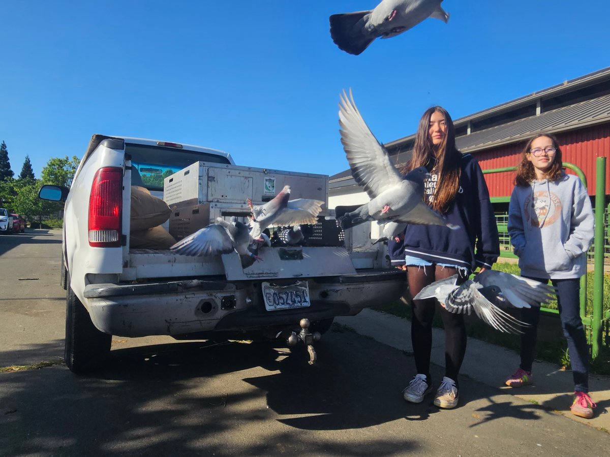 Seventh-graders Emily Dvorak (second from right) and Lily Wiechert (right) release a group of racing pigeons near Katherine L. Albiani Middle School Friday, April 17, 2026, in Elk Grove.