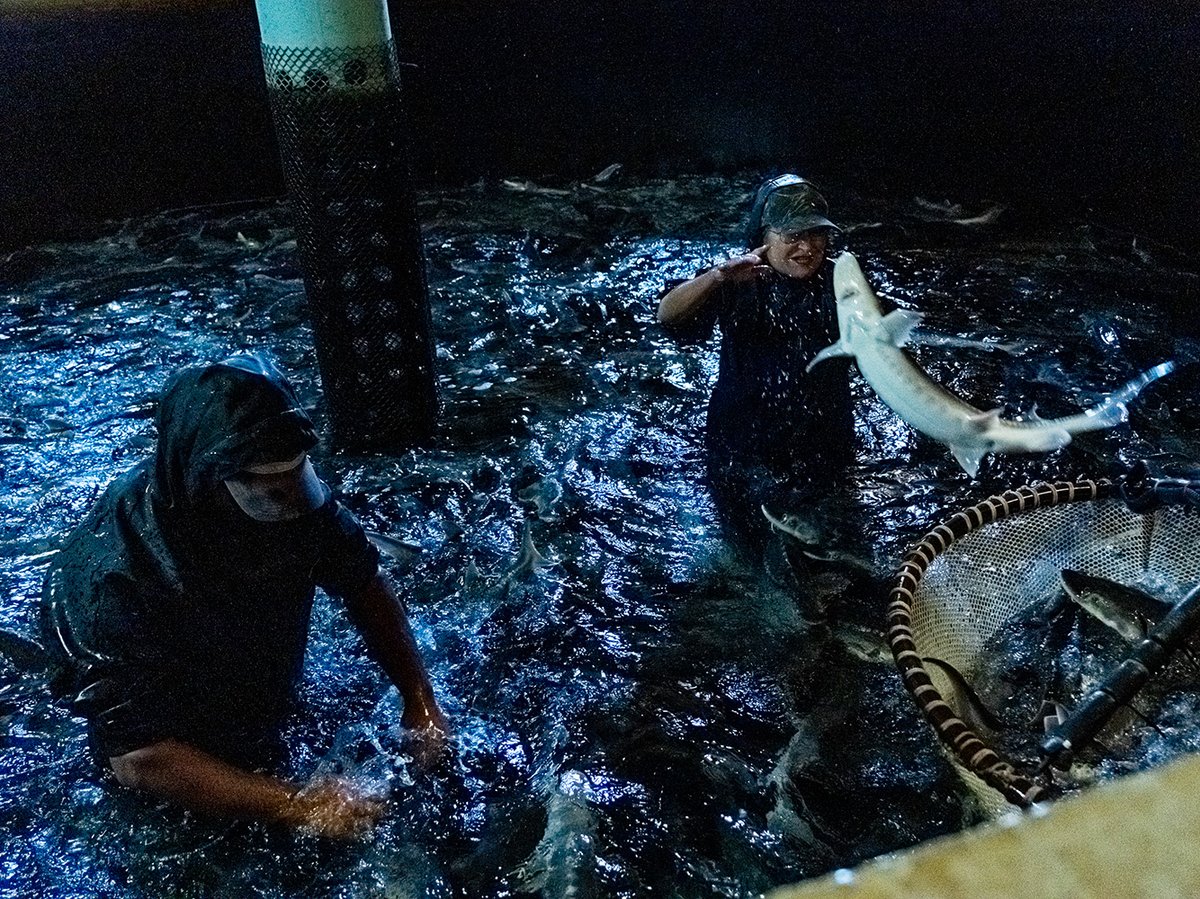 Workers at the Sterling Caviar farm in Elverta, CA throw white sturgeon into a net to transfer them to another tank on Friday, May 22, 2026.