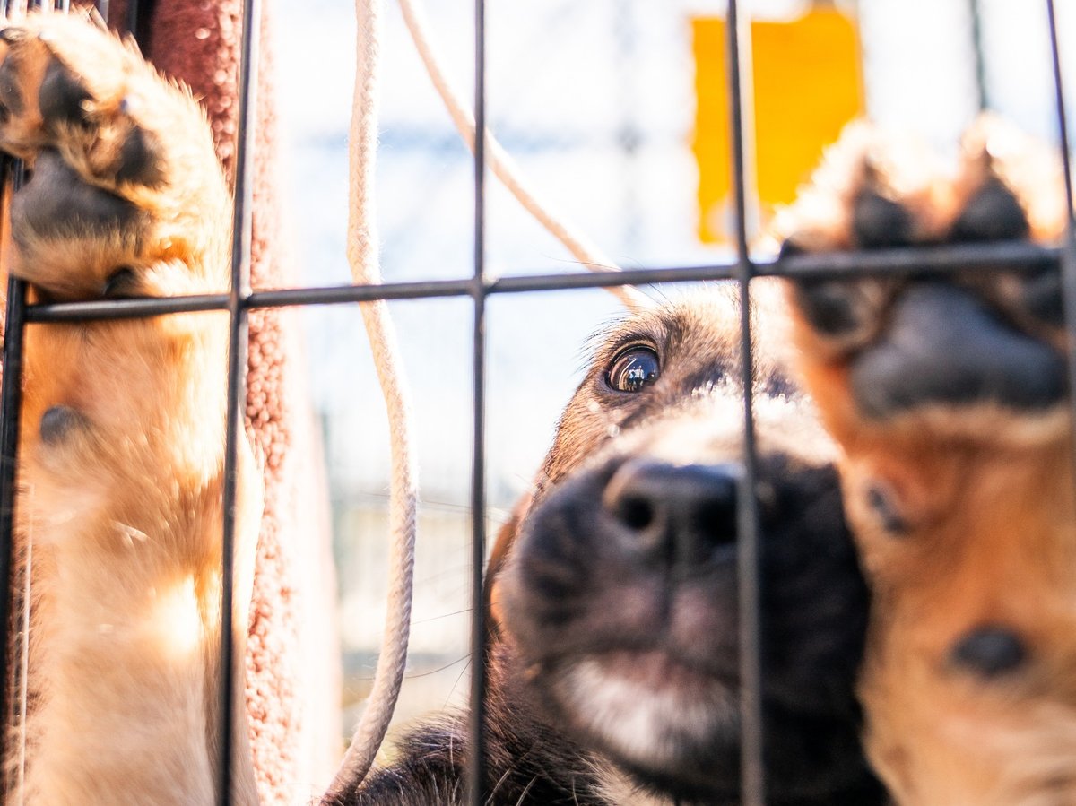 A puppy, brought from an overwhelmed Southern animal shelter to be flown to a foster and rescue group farther north, looks out at a group of Seuk’s Army volunteers at Culpeper Regional Airport in Brandy Station, Va., Nov. 23, 2025.