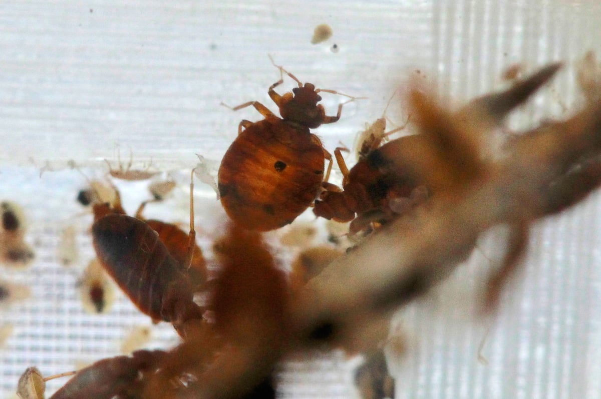 Bedbugs are seen in a container from the lab at the National Pest Management Association, during the National Bed Bug Summit in Washington, Tuesday, Feb. 1, 2011.