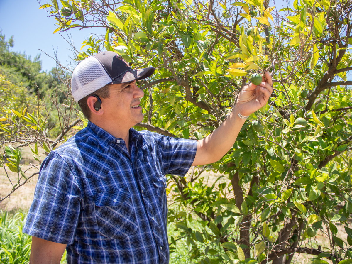Yolo County farmer Stephen Gordon shows a citrus tree Monday, June 29, 2026, at Cadena Farm in Esparto.