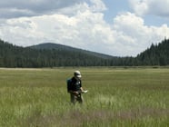 In this photo taken Tuesday, July 25, 2017, Elliott Wright, senior associate director of philanthropy for the Nature Conservancy, walks through tall grass in the Lower Carpenter Valley near Truckee, Calif. 