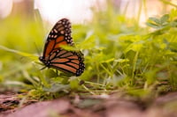 Monarch Butterflies are attracted to the.moisture on plants at the Monarch Grove Sanctuary in Pacific Grove Calif. Wednesday, Jan. 26 2022.