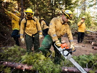 Members of the California National Guard's Task Force Rattlesnake clear brush and small trees to reduce the likelihood of a high-intensity wildfire.