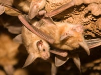 Pallid bats roosting.