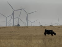 A cow grazes with wind farms in the background in rural Solano County, Calif., Aug. 30, 2023.