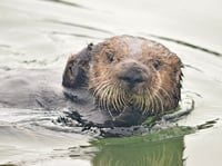 A sea otter in the estuarine water of Elkhorn Slough, Monterey Bay, Calif.