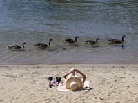 Geese pass a beachgoer as they float down the American River at Discovery Park in Sacramento, Calif., Wednesday, July 20, 2022.