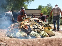 David Ortega sets a chunk of Agave americana piña on top of others on August 3, 2024. The mound of piñas will cook in this pit, covered by a tarp and dirt to insulate the heat, for about a week.