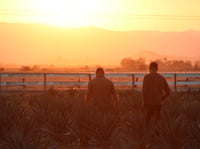 Juan Rodriguez and his cousin Orlando Flores check on their 2-acre agave field in Vacaville, Calif., on June 26. Their crop was planted two years ago and will be ready to harvest in another five years or so.
