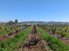 Grapevines in Paso Robles being irrigated on February 11, 2022. The warming climate threatens the water supply for California farmland.  (Adriene Hill//California Newsroom)