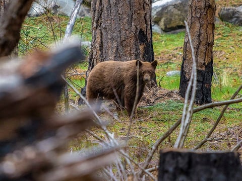 Black bears were spotted near Hetch Hetchy Reservoir in Yosemite National Park on Jan. 18.