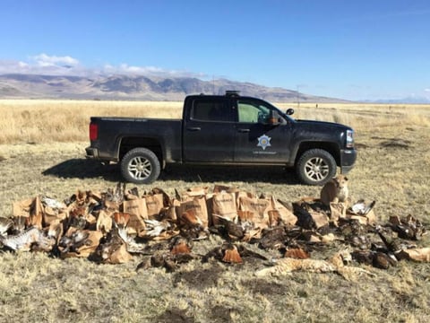 Processing evidence: Wildlife officers collected over 140 carcasses of mostly raptors, but other birds and mammals as well.