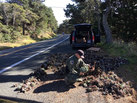 Officials with the California Department of Fish and Wildlife say the latest succulent poaching in Humboldt County was worth around $90,000.