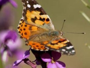 Painted Lady butterfly
