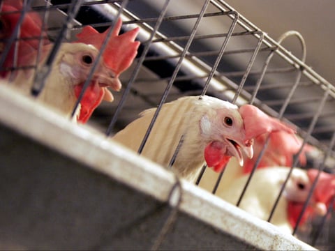 This Sept. 10, 2008 file photo, chickens huddle in their cages at an egg processing plant at the Dwight Bell Farm in Atwater, Calif. 
