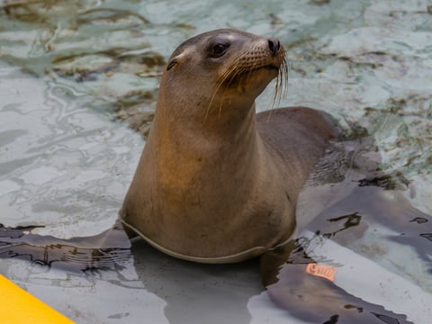 Bonsai, a juvenile male California sea lion, rests in a pool during rehabilitation at The Marine Mammal Center in Sausalito, CA. Bonsai is one of 220 sea lion patients the Center has cared for so far this year to suffer the effects of leptospirosis. 
