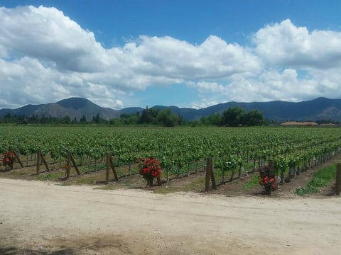 Undurraga Vineyards in Chile's Maipo Valley