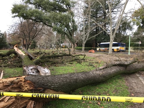 An elm tree that was knocked down on McKinley Boulevard in Sacramento during Sunday's storm.