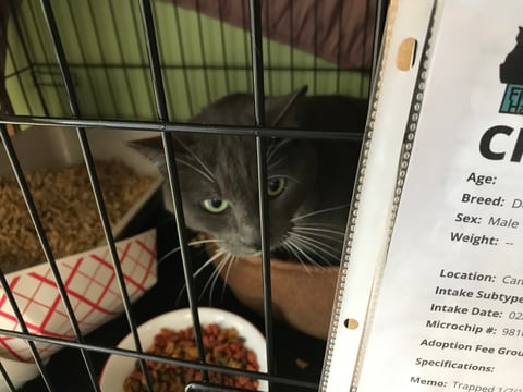 Some of the cats who were never claimed after the Camp Fire are now being cared for at a recovery center in Marysville. There are hundreds scattered at shelters across the region.