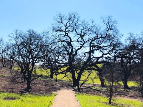 Malibu Creek State Park gets green again.