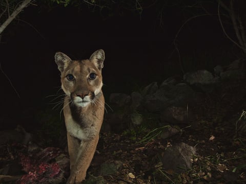 Should Coastal And Southern California Mountain Lions Be Listed As  Endangered? Animal Activists Say Yes. 