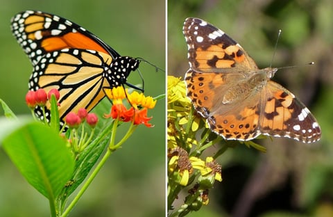 A monarch butterfly (left) and a painted lady butterfly (right)