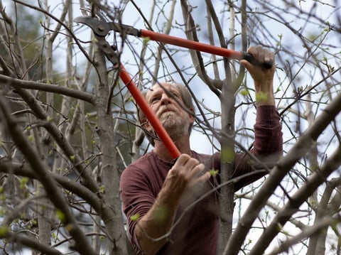 Alan Haight, 62, prunes apple trees at Riverhill Farm in Nevada City.
