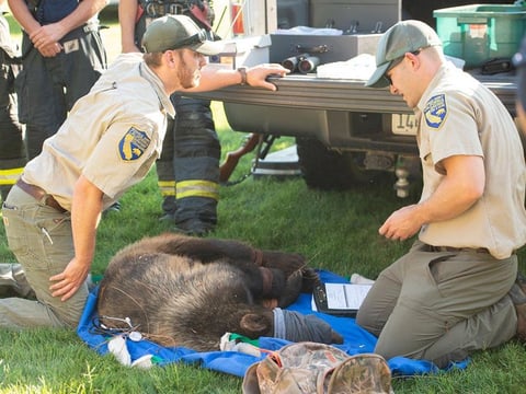 State Fish and Wildlife officers tend to the captured bear before taking it away in a trailer.