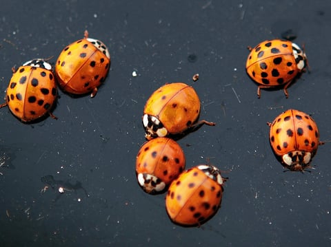 This Oct. 21, 2009, file photo shows ladybugs on a vehicle in Chatham, Ill.